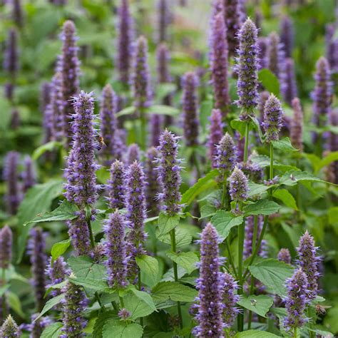 Anise Hyssop Seeds Agastache Foeniculum Anise Hyssop Seeds