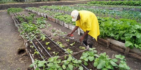 Square Foot Gardening - LATIA AGRIBUSINESS SOLUTIONS