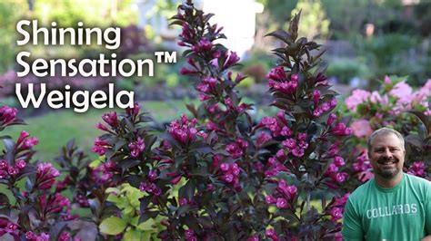 Weigela Rainbow Sensation