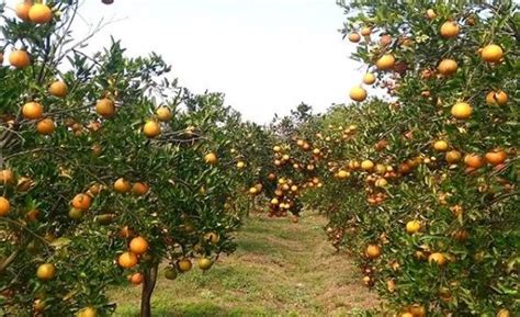 Jelajahi Taman Buah Balitjestro Di Malang Bisa Petik Jeruk Sepuasnya