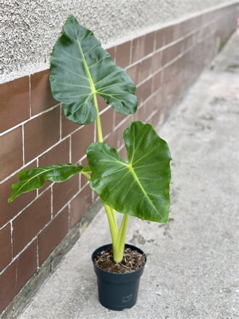 Alocasia Cuprea Red Secret Jungle Boogie