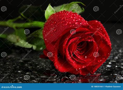 Red Rose With Water Droplets Stock Photo Image