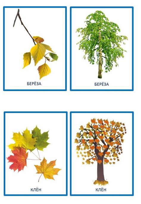 Identify the Types of Leaves on a Tree
