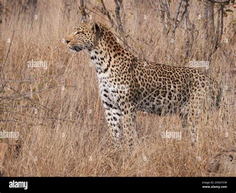 african leopard panthera pardus pardus mammalia stock photo alamy