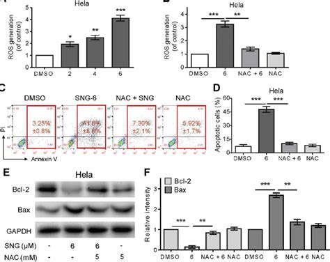 Sanguinarine Sng Induces Ros Accumulation And Ros Dependent Apoptosis