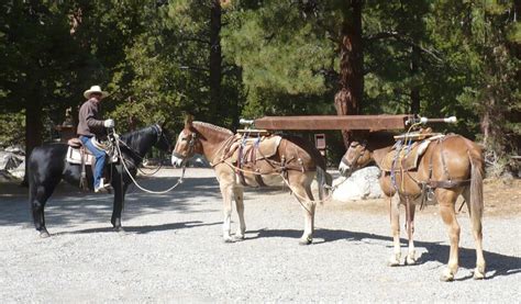 Mule Museum Blog - American Mule Museum