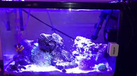 How To Cycle Saltwater Aquarium Fast Top 5 Tips For Rapid Bacterial Growth