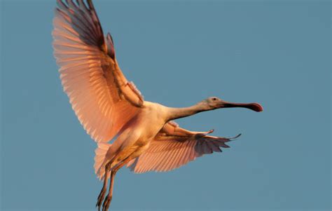 Mid-Season Spoonbill Nesting Update | Audubon Florida