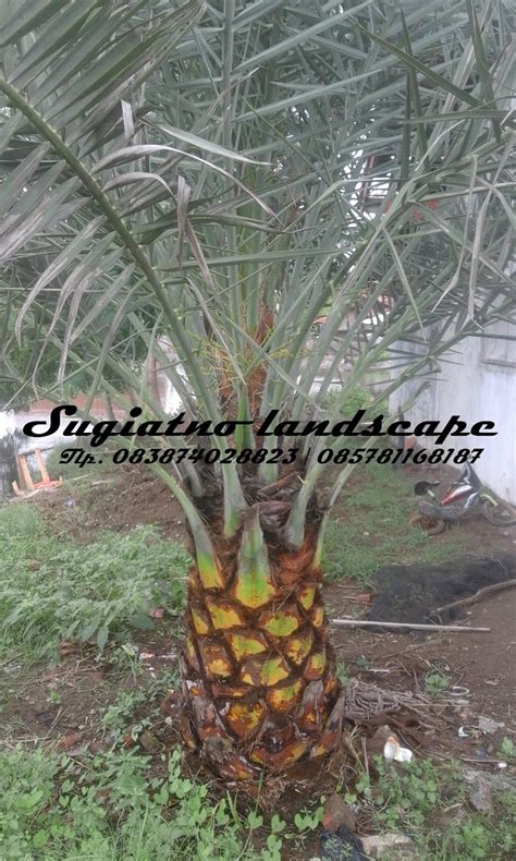 JUAL POHON KURMA BERBUAH Tukang Taman Grosir Tanaman Hias