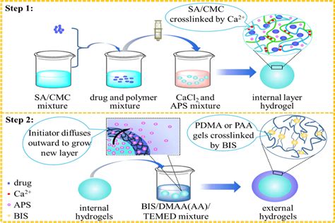 Preparation Schematic Diagram Of Double Layer Hydrogel Download Scientific Diagram