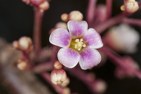 Close-up of the Star Fruit Tree Flower. Stock Image - Image of averrhoa ...