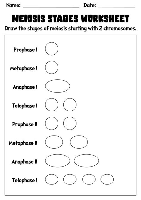 Stages Of Meiosis Worksheet