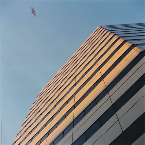 Low Angle View Of Modern Office Building Bird Flying Above By