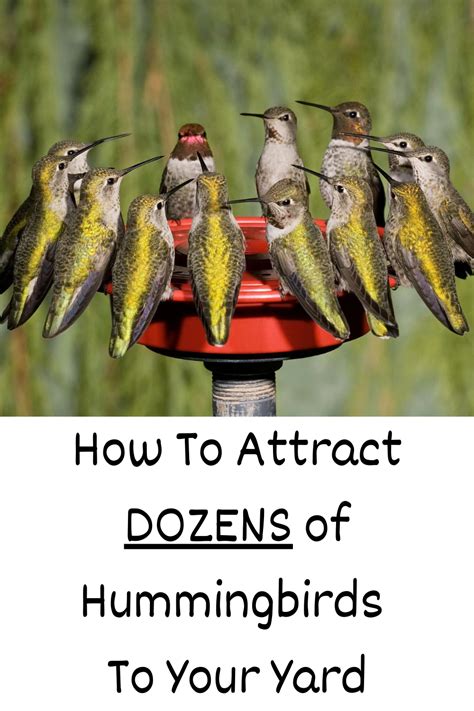 How To Attract Birds How To Attract Hummingbirds Backyard Birds