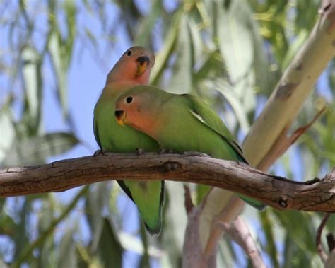 Rosy-faced Lovebirds 5200 | Birdspix