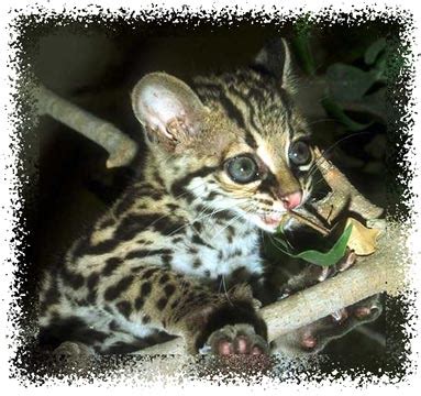 Get Ocelot stuffed animals, facts and information at Animals N More.