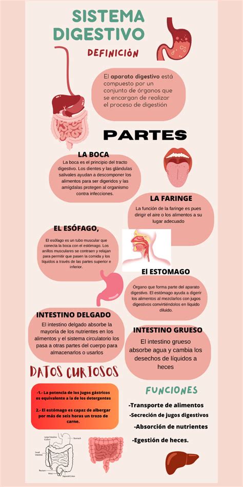 Mapa Mental Sistema Digestivo