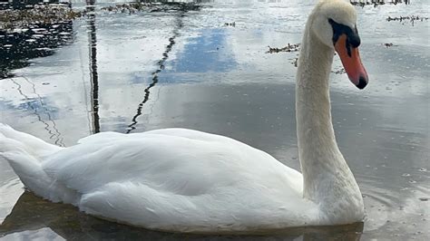 Swan Pen Continues Feeding On Seeds Cob Goes To Relax Anglesey Pair