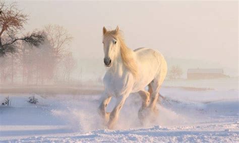 Horse Dream Meaning Biblical Message And Interpretation Dream Meaning