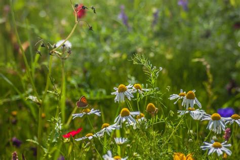 Comment se débarrasser de la prêle dans son jardin