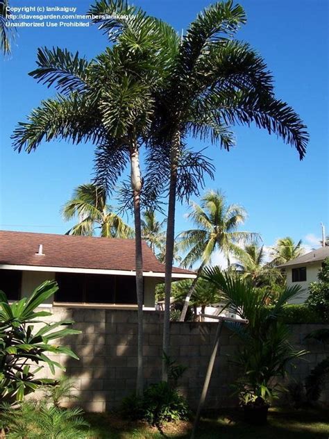 Plantfiles Pictures Normanbya Species Black Palm Queensland Black