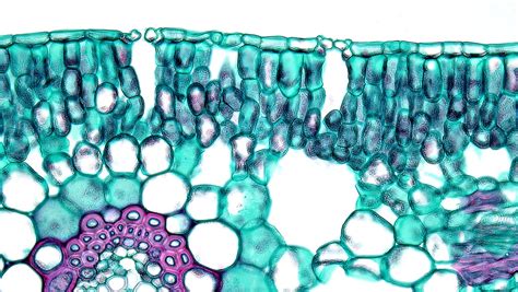 Angiosperm Leaf Stomata In Adaxial Epidermis Of The Hydro Flickr