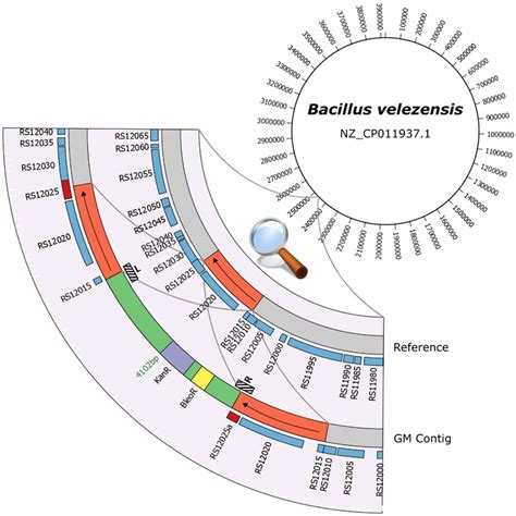 Schematic Representation Of The Identified Transgenic Insertion The