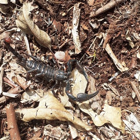 Heterometrus Glaucus From Mentawai Islands Regency On December