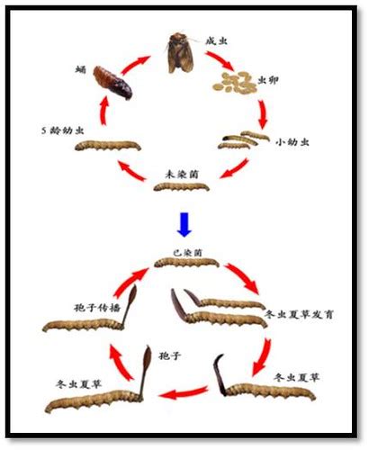 Life Cycle Cordyceps Sinensis Kyonba Dhamot Flickr