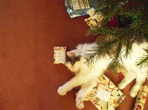 109 Cats Celebrating Christmas Christmas Cats Cat Celebrating