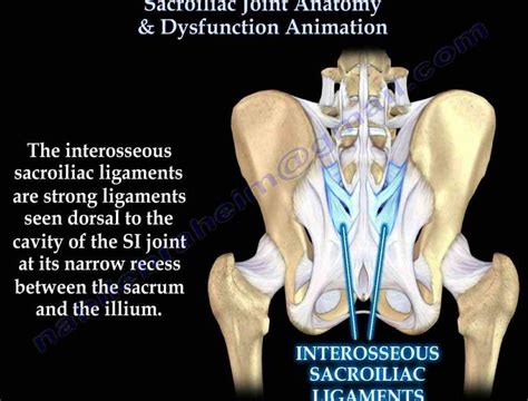 Information Anatomy Of The Sacroiliac Joint About Sacroiliac Si Joint