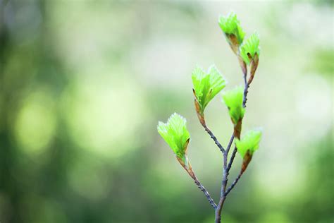 Spring Buds By Borchee