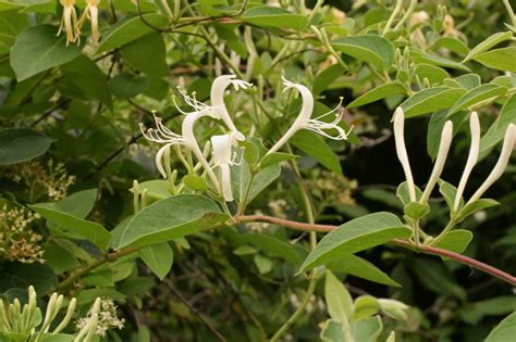 Japanese honeysuckle – Woody Plants of Ohio