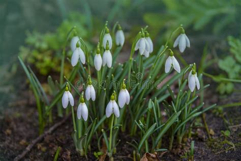 White Snowdrops Galanthus Nivalis Close Up On Blurry Background With