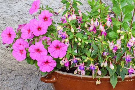 How To Grow And Care For Fuchsia Flowers Gardeners Path