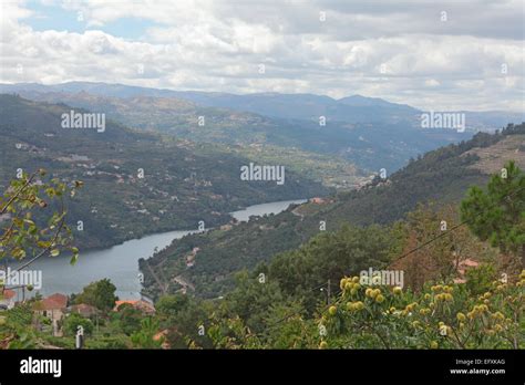 Douro River Landscape With Hills And Terraces Some Yellow Flowers And