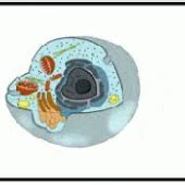 Print Matching Pairs C Lulas Procariota Y Eucariota Biolog A