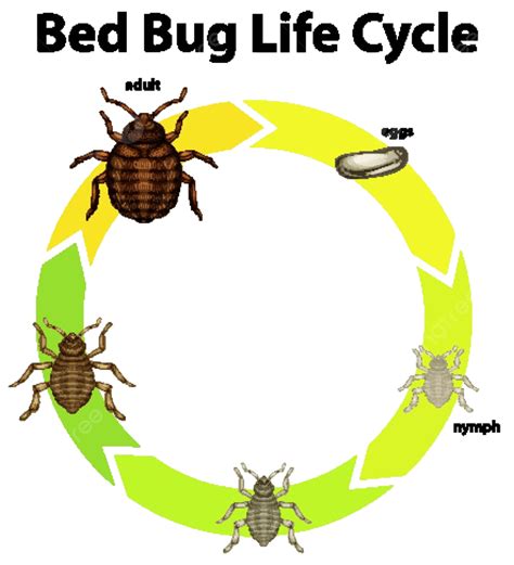 Diagram Yang Menunjukkan Siklus Hidup Siklus Pendidikan Bersepeda Kutu