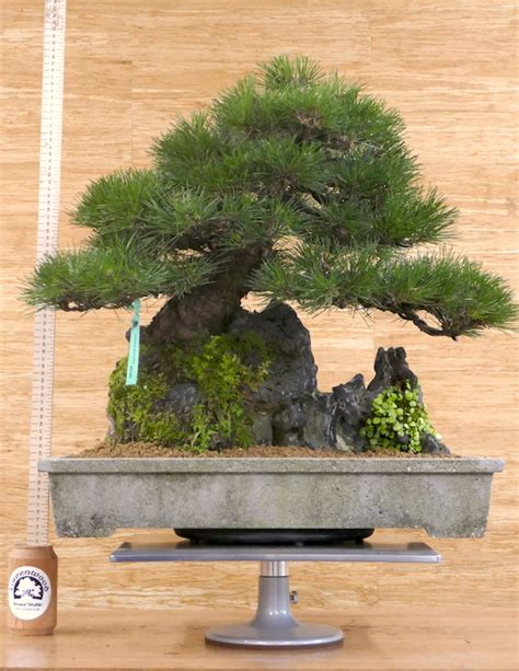 Specimen Japanese Black Pine On Rock Greenwood Bonsai Studio