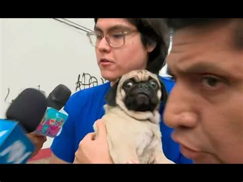 Dachi Perrita Acuchillada Por Sujeto Es Trasladada A Otra Veterinaria