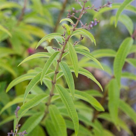 What Does Lemon Verbena Plant Look Like At Lillian Stewart Blog
