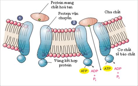 Visual image: How does protein affect the body? | Vinmec