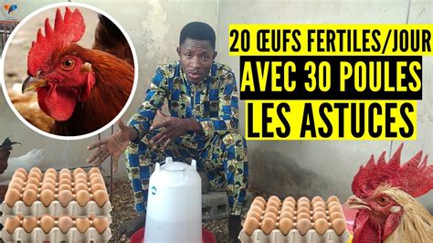 OBTENEZ 20 œufs fertiles JOUR comment installer le poulet goliath