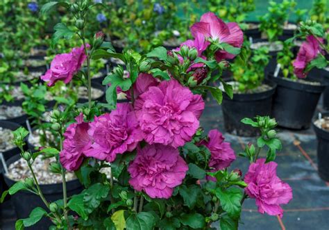 rose  sharon   grow care  hibiscus syriacus garden design