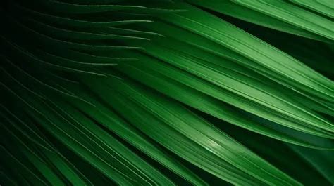 Abstract Background Shades Of Green Palm Leaf And Shadows Forest