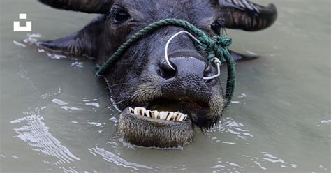 A hippo in the water photo – Free Vietnam Image on Unsplash