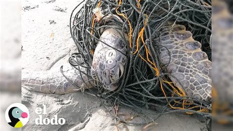 Héroes liberan a una tortuga marina de redes de pesca El Dodo YouTube