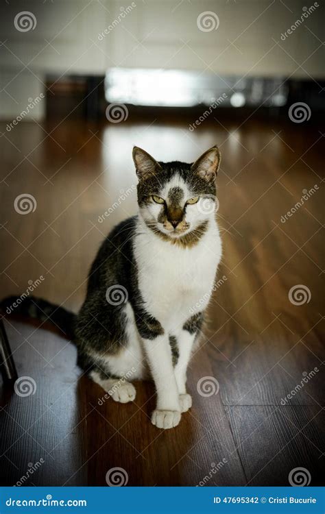 Upset Cat Stock Photo - Image: 47695342