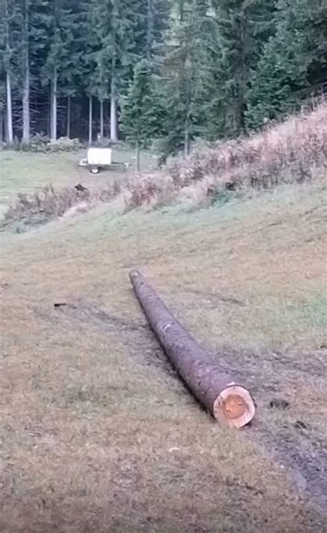 big stick : r/gifsthatendtoosoon