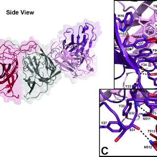 intermolecular interactions   scfv espike  interface